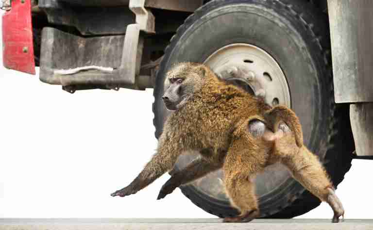 Anubispavian (Papio anubis) vor einem LKW Reifen