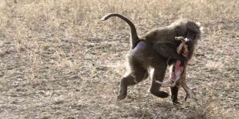 Anubispavian mit Thomson-Gazelle