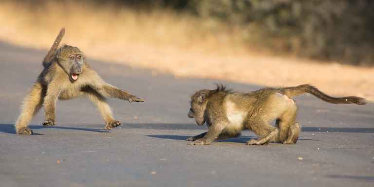 Anubispaviane (Papio anubis)