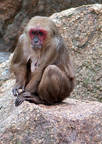 Bärenmakak (Macaca arctoides) - primata.de
