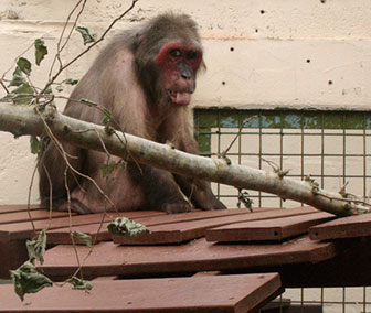 Bärenmakaken (Macaca arctoides)
