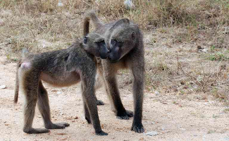 Zwei Bärenpaviane - Begrüßung unter Freunden