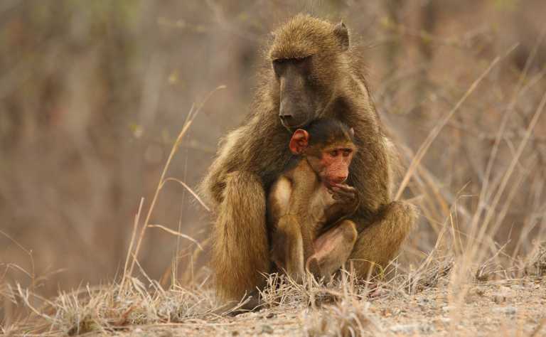 Bärenpavian (Papio ursinus) - Mutter mit Kleinkind