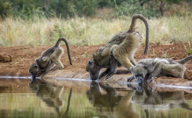 Bärenpaviane trinken an einem Wasserloch