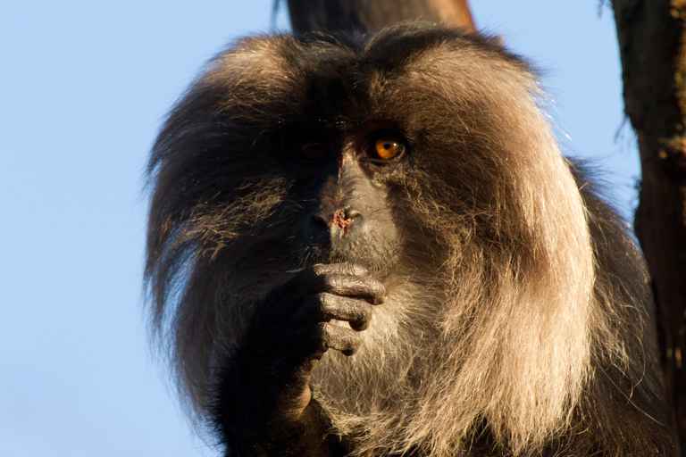 Portrait Bartaffe oder Wanderu (Macaca silenus)