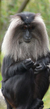 Weiblicher Bartaffe (Macaca silenus)