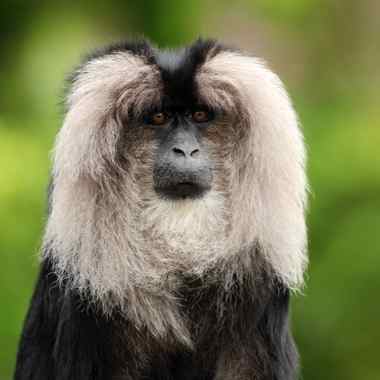 Bartaffe oder Wanderu (Macaca silenus) - primata.de