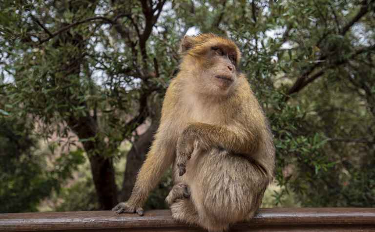 Berberaffe (Macaca sylvanus) auf einem Geländer im Atlasgebirge, Marokko
