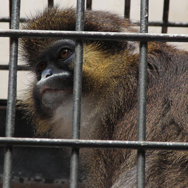 Blaumaulmeerkatze (Cercopithecus cephus)