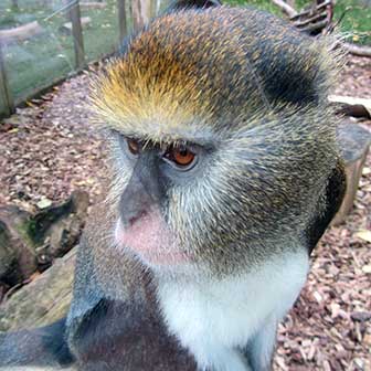 Campbell-Meerkatze (Cercopithecus campbelli) - primata.de
