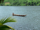 Campbell-Meerkatzen (Cercopithecus campbelli), Caravela