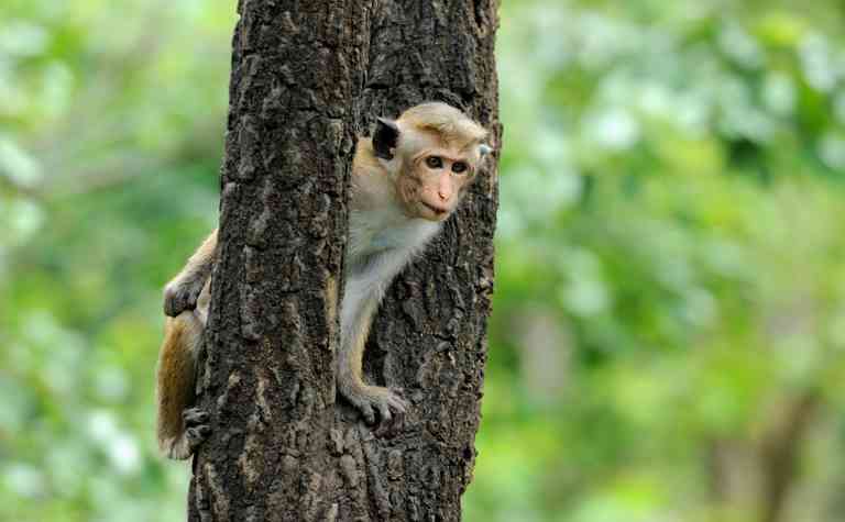 Ceylon-Hutaffe (Macaca sinica) auf einem Baum