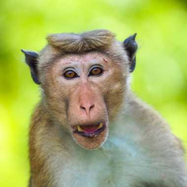 Ceylon-Hutaffe (Macaca sinica) - primata.de