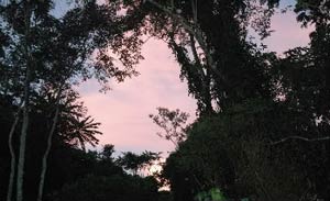 Der Wald von Kokolopori ist Heimat der Dryasmeerkatzen (Cercopithecus dryas)