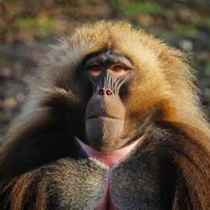 Dschelada (Theropithecus gelada) - primata.de