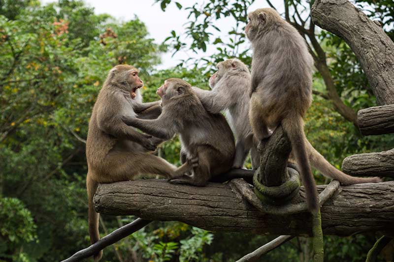 Formosa-Makaken streiten