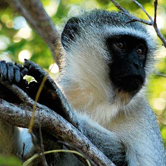 Äthiopische Grünmeerkatze
