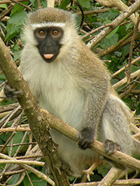 Grüne Meerkatzen (Chlorocebus) - primata.de