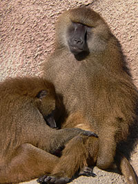 Guinea-Pavian (Papio papio) - primata.de