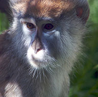 Husarenaffen (Erythrocebus) - primata.de