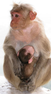 Indische Hutaffen (Macaca radiata)