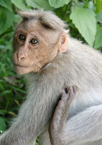 Indischer Hutaffe (Macaca radiata) - primata.de