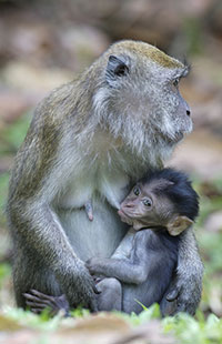 Javaneraffe (Macaca fascicularis) - primata.de
