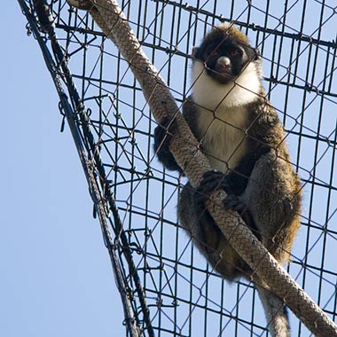 Kleine Weißnasenmeerkatze (Cercopithecus petaurista).