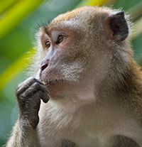 Makaken (Macaca) - primata.de