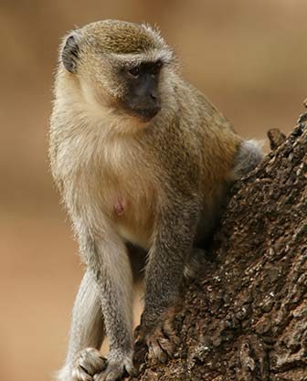 Malbrouck-Grünmeerkatze (Chlorocebus cynosuros) - primata.de