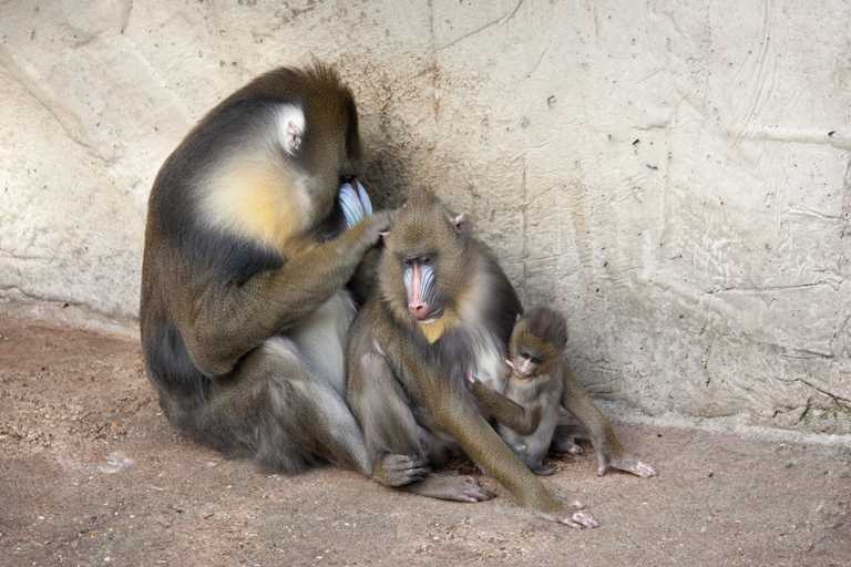 Mandrill (Mandrillus sphinx) im Artis Royal Zoo, Amsterdam, Niederlande