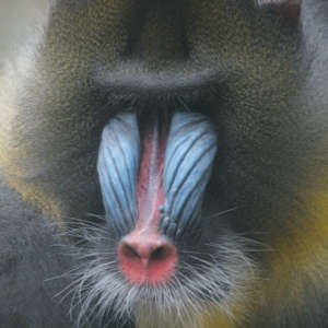 Mandrill (Mandrillus sphinx) - primata.de