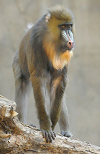 Mandrill (Mandrillus sphinx)