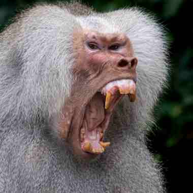 Mantelpavian (Papio hamadryas) - primata.de