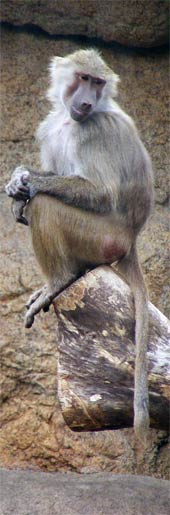 Jugendlicher Mantelpavian (Papio hamadryas)