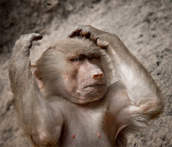 Mantelpavian (Papio hamadryas)