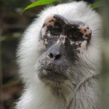Mohrenmakak (Macaca maura) - primata.de