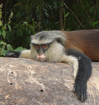 Monameerkatze (Cercopithecus mona) in Ghana