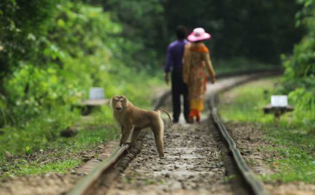 Nördlicher Schweinsaffe auf dem Bahngleis