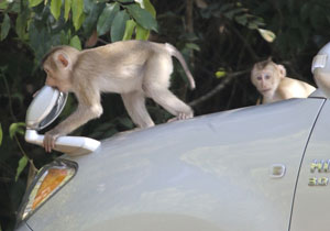 Nördliche Schweinsaffe (Macaca leonina)