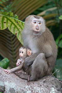 Nördlicher Schweinsaffe (Macaca leonina) - primata.de