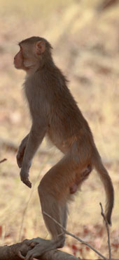 Rhesusaffe (Macaca mulatta)