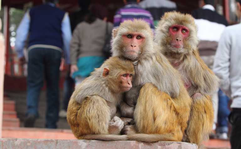 Eine kleine Gruppe Rhesusaffen