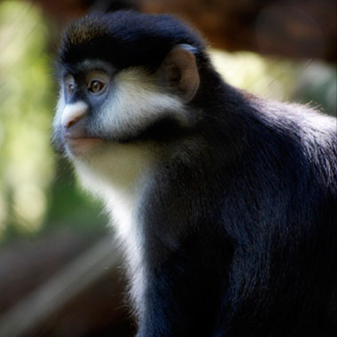 Rotschwanzmeerkatze (Cercopithecus ascanius).