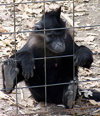Schopfmangabe (Lophocebus aterrimus) - primata.de