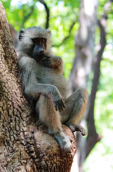 Steppenpavian (Papio cynocephalus)