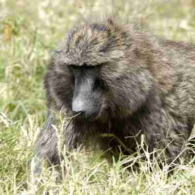 Steppenpavian (Papio cynocephalus) - primata.de