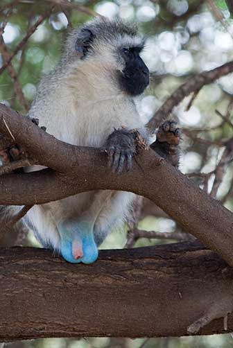 Männliche Südliche Grünmeerkatze (Chlorocebus pygerythrus)