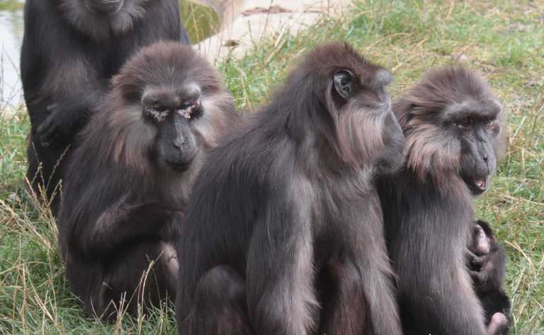 Tonkeanamakak (Macaca tonkeana) Gruppe