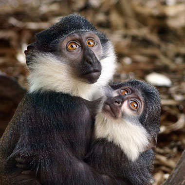 Östliche Vollbartmeerkatze (Cercopithecus lhoesti) - primata.de
